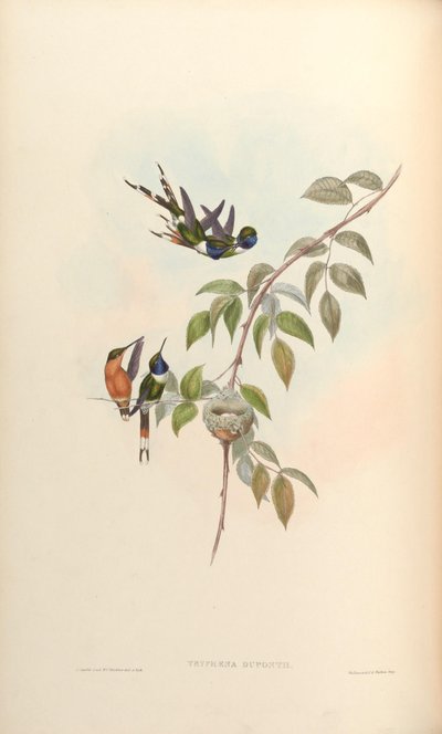 Tryphaena duponti = Tilmatura duponti von John Gould